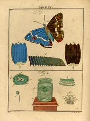 Illustrations of Microscopic Single Cell Organisms and Scales from a Butterfly